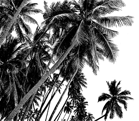 Palm trees look up black and white