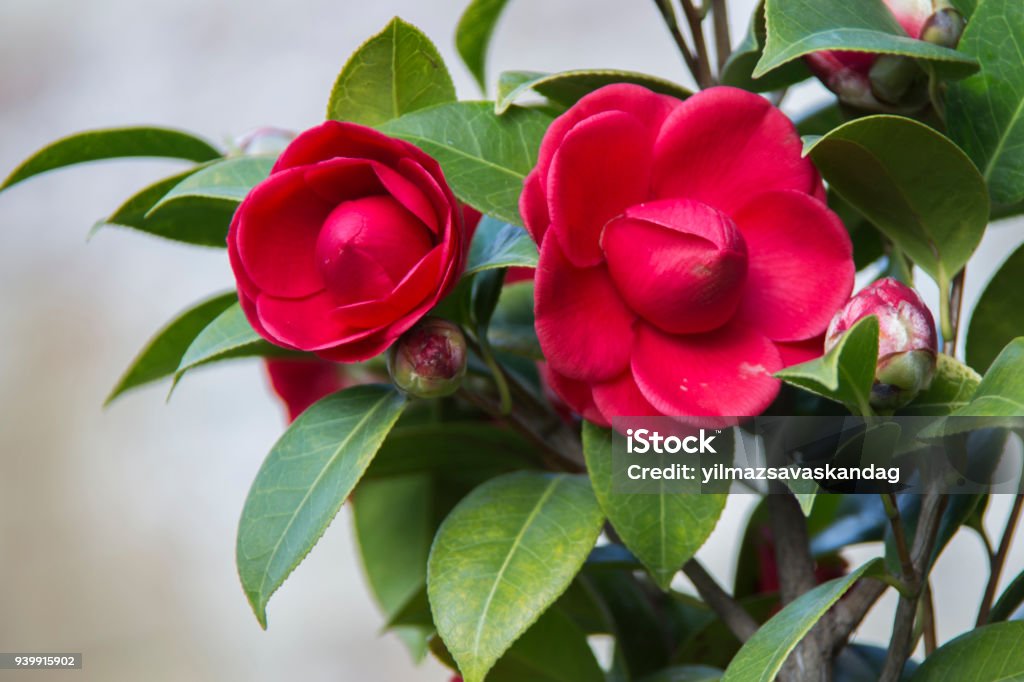 red roses and gree leaves in nature Beauty Stock Photo