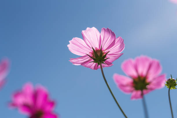 Close focus on pink cosmos flower with transparent petals touching sunlight with clear blue sky as background.