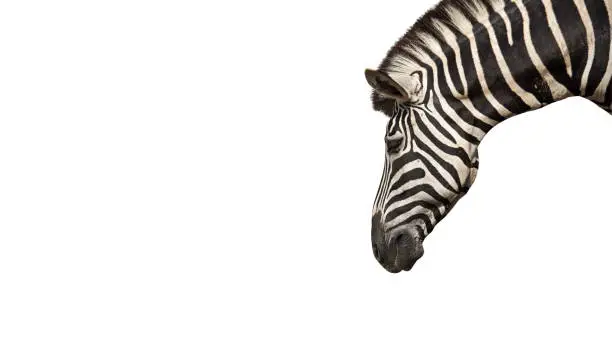 Photo of Head of Zebra Isolated on White Background, Clipping Path