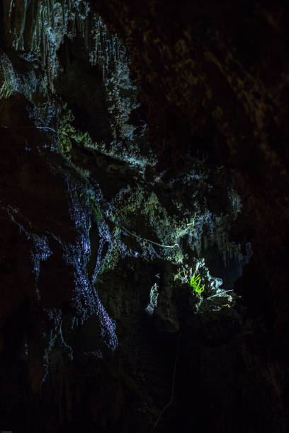 istock Dropping water overa a plant living amidst stalagmites, stalactites, stalagnates, dendrites, rocks. Uhlovitsa cave, Rodopi mountain, Bulgaria 939929896