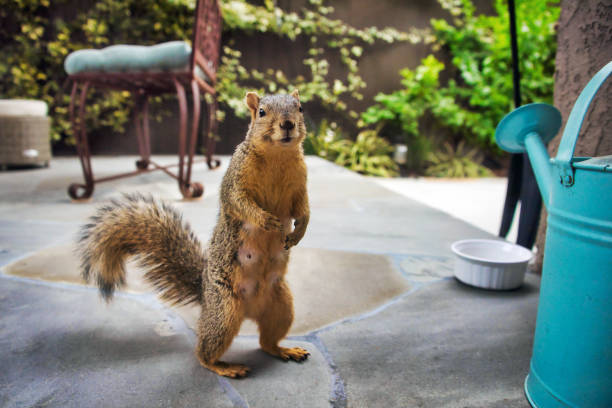 Squirrel Standing On Hind Legs Looking At Camera - fotografia de stock