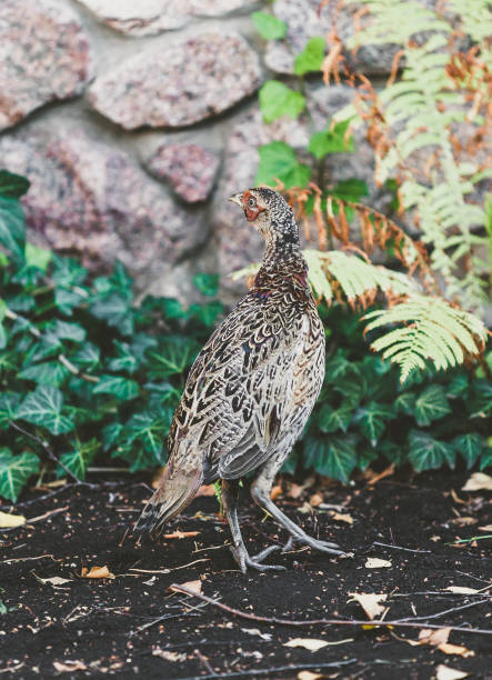 istock Female pheasant walking on ground in summer garden 939931206