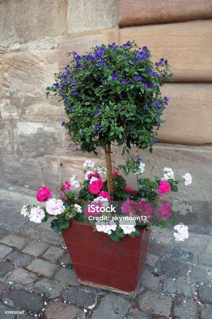 Lycianthes rantonnetii or Solanum rantonnetii tree with blue flowers in the red pot with white and red geranium Beauty Stock Photo