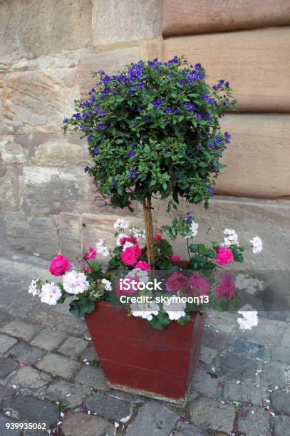 Lycianthes Rantonnetii Or Solanum Rantonnetii Tree With Blue Flowers In The Red Pot With White And Red Geranium Stock Photo - Download Image Now