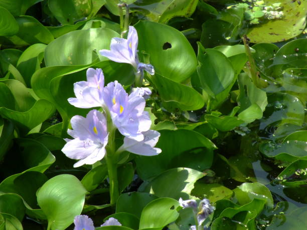 istock water hyacinth flower in natural water in river 939935120