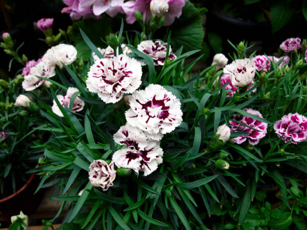 White and red little carnation flowers with green