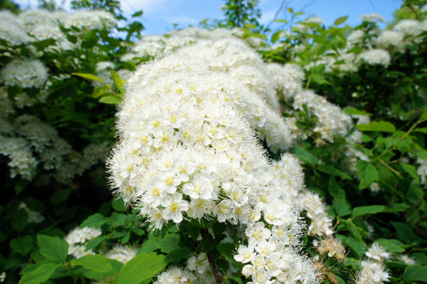 istock Bush of white spirea flowers 939935230