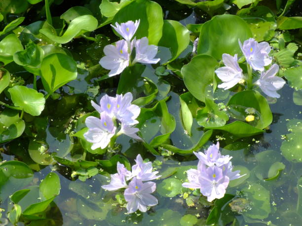 istock water hyacinth flower in natural water in river 939937362