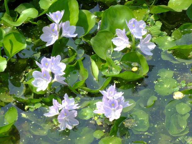 istock water hyacinth flower in natural water in river 939938232
