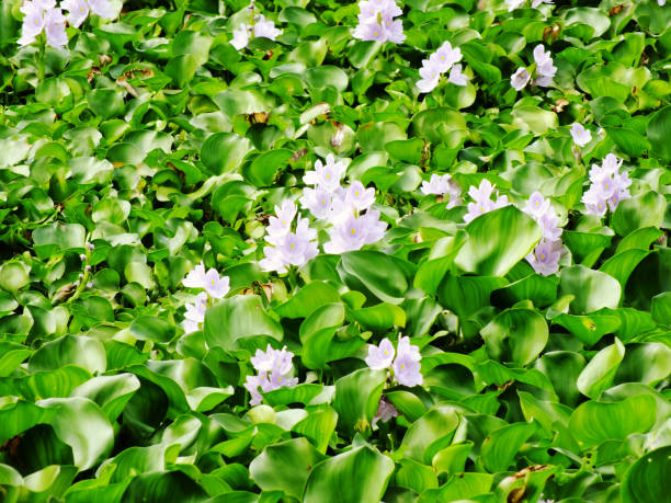 istock water hyacinth flower in natural water in river 939938506
