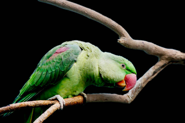 Green Parrot Stock Photos, Pictures & Royalty-Free Images - iStock Green Parrot Stock Photos, Pictures & Royalty-Free Images - iStock