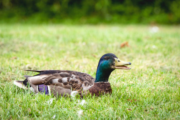 istock Male duck relaxing in the sun on green grass 939939892