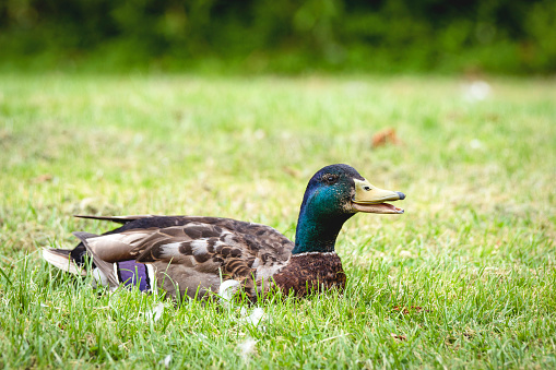 Male duck relaxing in the sun on green grass with an open beak