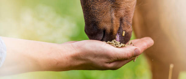 Close-up panoramic photo of a goat eating from a person’s hand.