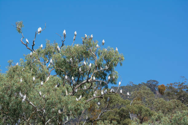 Little Corella, Melrose, South Australia