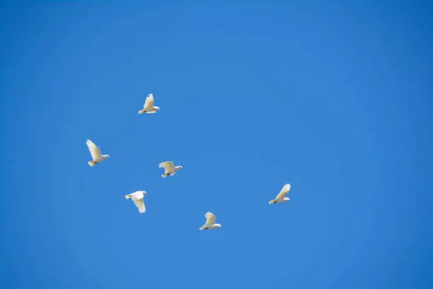 Little Corellas (Cacatua sanguinea) flying around the township of Melrose in South Australia. Also known as short-billed corella and little, bare-eyed, blood-stained or blue-eyed cockatoo.