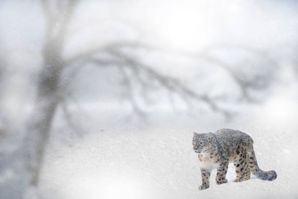 Wild Snow Leopard In Snow Storm stock photo