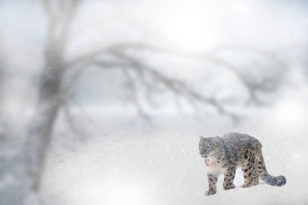 wild snow leopard in snow storm - snow leopard imagens e fotografias de stock