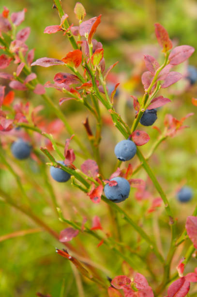 istock Blueberries berry on the bush with red foliage 939946534