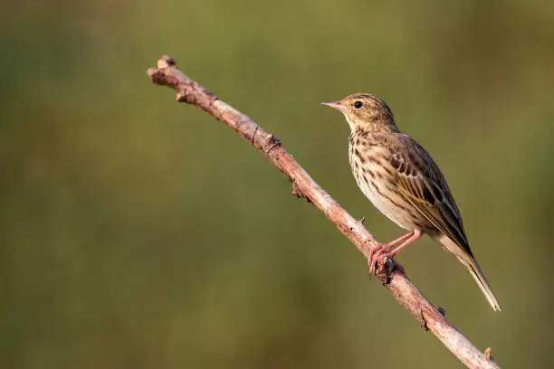 Tree Pipit (Anthus trivialis).Wild bird in a natural habitat.