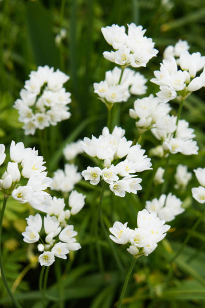 istock Allium zebdanense wild ornamental onion white flowers with green 939946726