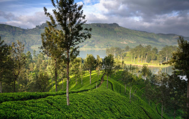 istock Tea plantations in Nuwara eliya, Sri lanka. 939947148