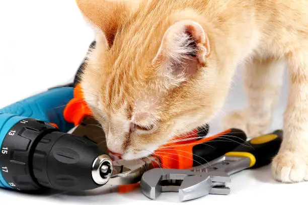 ginger cat examining tools