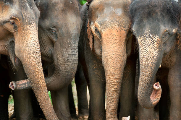 태국의 코끼리 웃으세요 of - animal close up elephant animal eye 뉴스 사진 이미지
