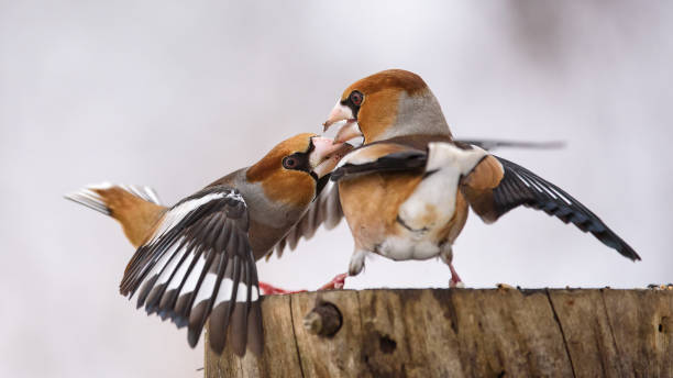 istock two Hawfinch fight at the feeder 939947598