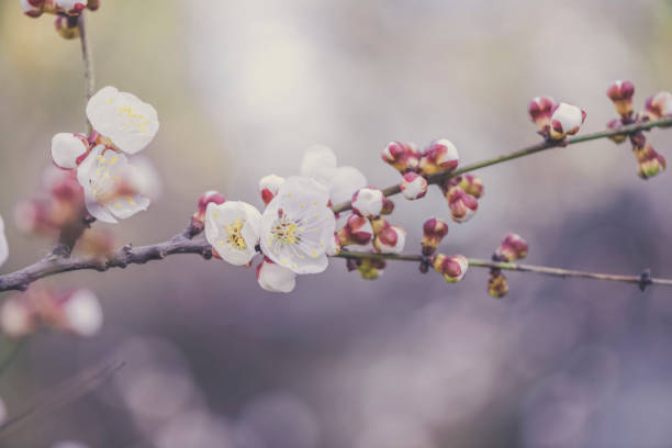 istock flowers in the meadow of Spring 939948324