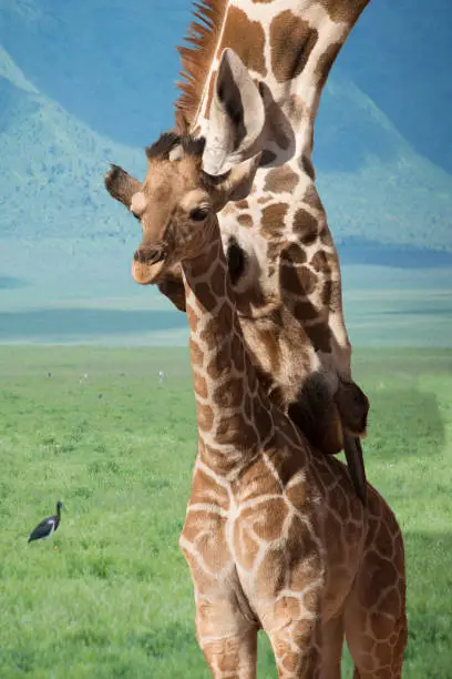 Giraffe mother and baby bath time in Tanzania, Africa