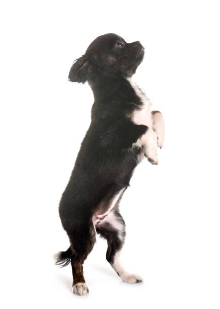 istock puppy chihuahua 939957682