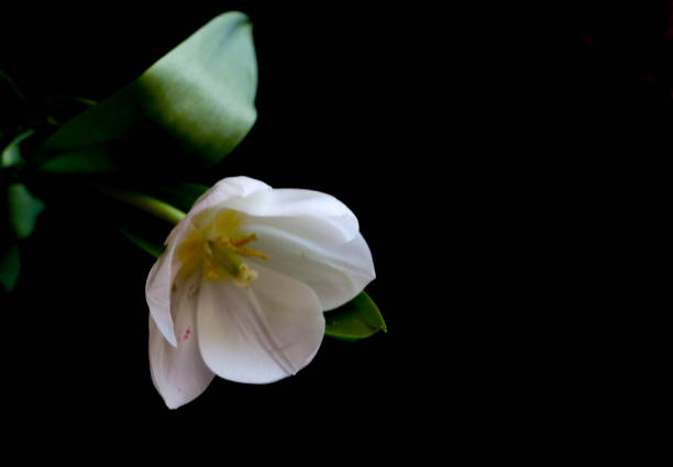 weiße tulpe auf einem schwarzen hintergrund. eine zarte tulpe blume mit weißen blütenblättern und leuchtend grünen blättern auf einem dunklen hintergrund. - globe lily stock-fotos und bilder