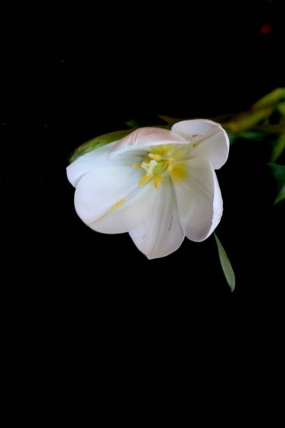 weiße tulpe auf einem schwarzen hintergrund. eine zarte tulpe blume mit weißen blütenblättern und leuchtend grünen blättern auf einem dunklen hintergrund. - globe lily stock-fotos und bilder
