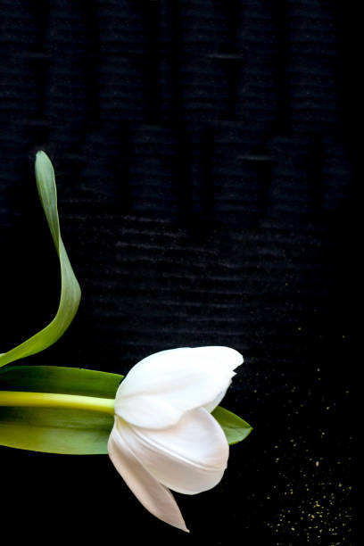 weiße tulpe auf einem schwarzen hintergrund. eine zarte tulpe blume mit weißen blütenblättern und leuchtend grünen blättern auf einem dunklen hintergrund. - globe lily stock-fotos und bilder