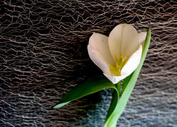 tulipano bianco su sfondo nero. un delicato fiore di tulipano con petali bianchi e foglie verde brillante su sfondo scuro. - globe lily foto e immagini stock
