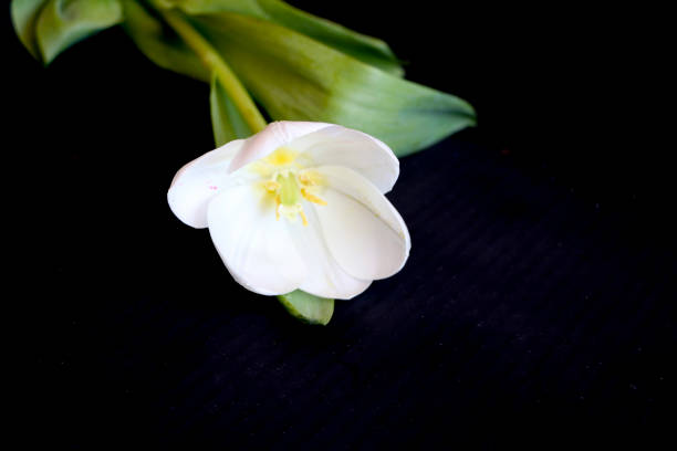 tulipano bianco su sfondo nero. un delicato fiore di tulipano con petali bianchi e foglie verde brillante su sfondo scuro. - globe lily foto e immagini stock