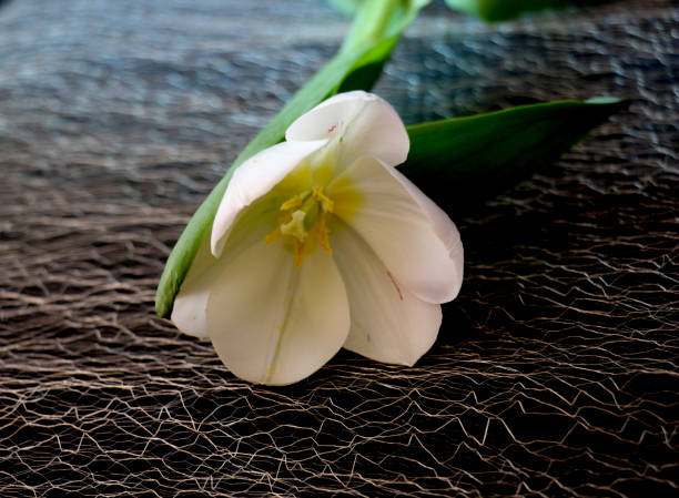 weiße tulpe auf einem schwarzen hintergrund. eine zarte tulpe blume mit weißen blütenblättern und leuchtend grünen blättern auf einem dunklen hintergrund. - globe lily stock-fotos und bilder