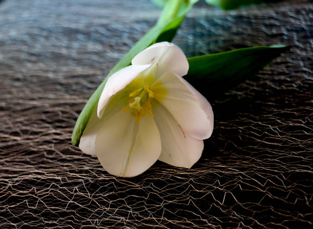 tulipano bianco su sfondo nero. un delicato fiore di tulipano con petali bianchi e foglie verde brillante su sfondo scuro. - globe lily foto e immagini stock