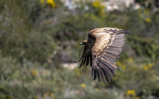 istock Eurasian griffon Vulture (Gyps fulvus) in flight on a sunny day 939958026