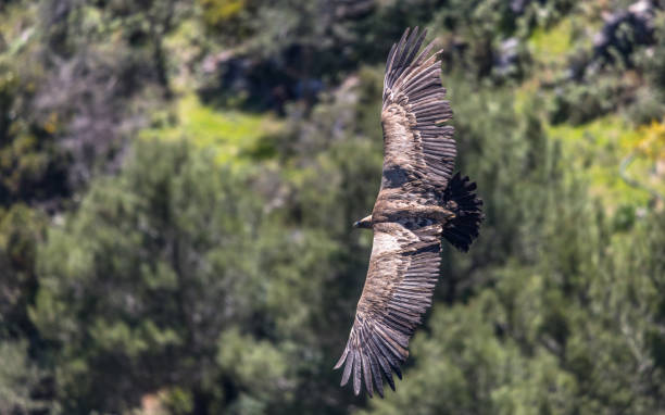 istock Eurasian griffon Vulture (Gyps fulvus) in flight on a sunny day 939958054
