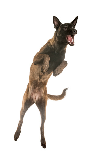 belgian shepherd malinois in front of white background