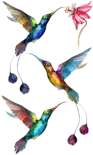 istock Beautiful colorful flying hummingbirds isolated on white background. Collection of exotic tropical birds with vivid feathering and long beaks and tails. Watecolor painting. 939966106