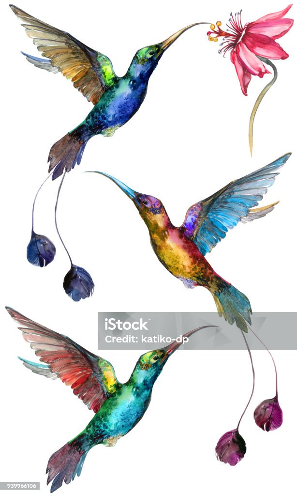 Beautiful colorful flying hummingbirds isolated on white background. Collection of exotic tropical birds with vivid feathering and long beaks and tails. Watecolor painting. Beautiful colorful flying hummingbirds isolated on white background. Collection of exotic tropical birds with vivid feathering and long beaks and tails. Watecolor painting. Hand drawn and painted. Bird stock illustration