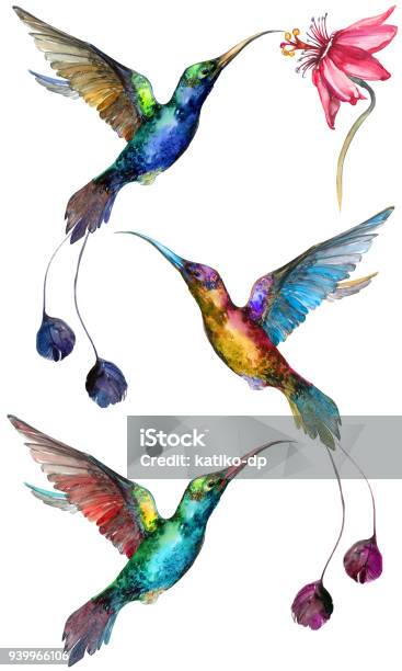 Beautiful Colorful Flying Hummingbirds Isolated On White Background Collection Of Exotic Tropical Birds With Vivid Feathering And Long Beaks And Tails Watecolor Painting Stock Illustration - Download Image Now