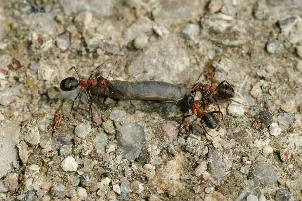 Red wood ants (Formica rufa) with larva
