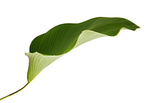 Calathea lutea foliage, (Cigar Calathea, Cuban Cigar), Exotic tropical leaf, Calathea leaf, isolated on white background with clipping path