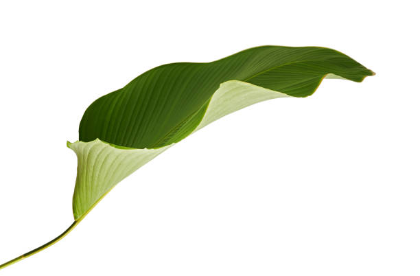 Calathea lutea foliage, (Cigar Calathea, Cuban Cigar), Exotic tropical leaf, Calathea leaf, isolated on white background with clipping path Calathea lutea foliage, (Cigar Calathea, Cuban Cigar), Exotic tropical leaf, Calathea leaf, isolated on white background with clipping path calathea photos stock pictures, royalty-free photos & images