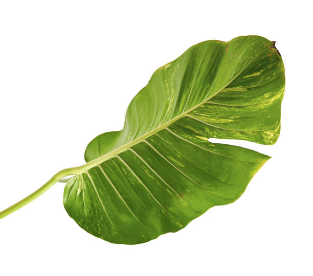 istock Devil's ivy, Golden pothos, Epipremnum aureum, Heart shaped leaves vine with large leaves isolated on white background, with clipping path 939974064